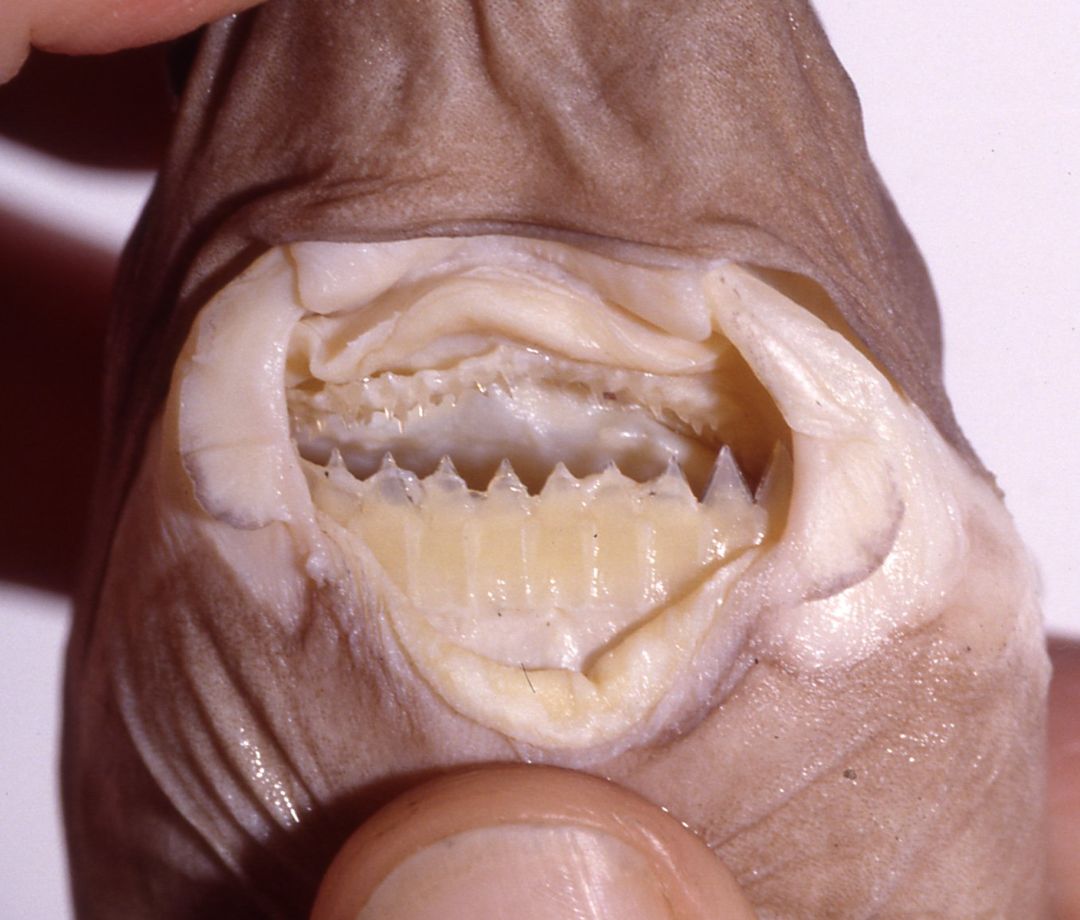 4. The Cookiecutter Shark: A Perfectly Round Bite
